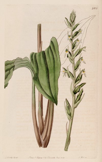 Illustration von Pelexia adnata (als syn. Pelexia spiranthoides) von John Lindley